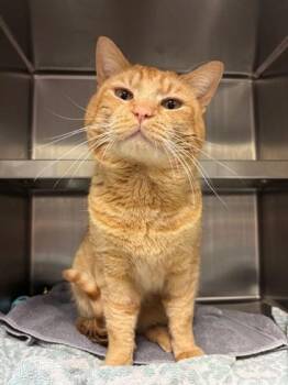 Domestic Short Hair Cats Available for Adoption - Cheese Puff | PetCurious