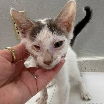 Fandangle -  Turkish Van Cat for Adoption in Wichita, Kansas - Fandangle | PetCurious