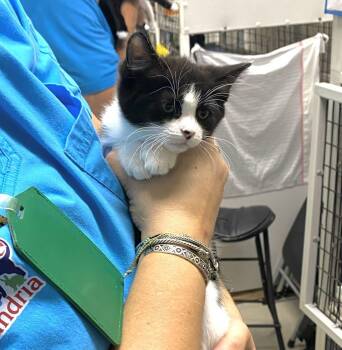 Number 1 -  Domestic Short Hair Cat Available for Adoption in Alexandria, Virginia - Number 1 | PetCurious