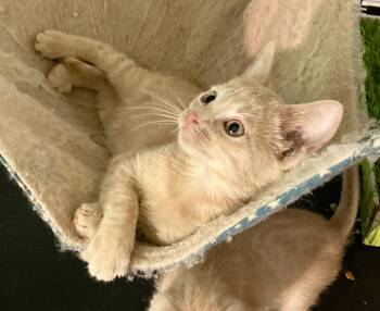 Potato Chip -  Tabby and Domestic Short Hair Cat for Adoption in Red Bank, New Jersey - Potato Chip | PetCurious