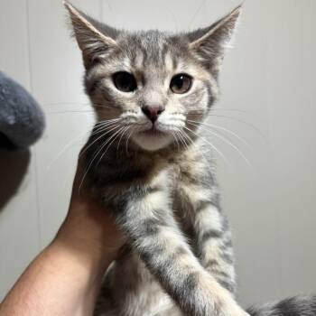Skittles -  Domestic Short Hair Cat for Adoption in Dekalb, Illinois - Skittles | PetCurious