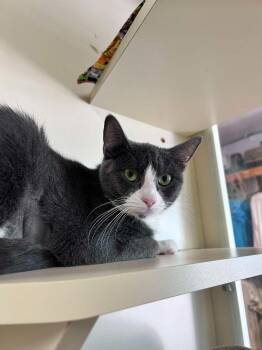 Domestic Short Hair Cats Available for Adoption in Sebastian, Florida - Soleil | PetCurious