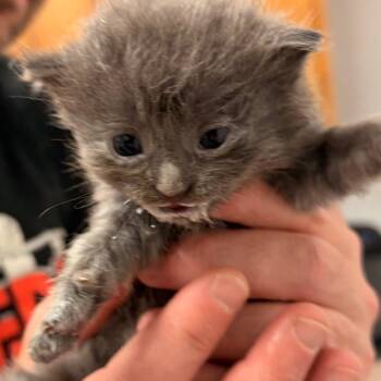 Juniper -  Domestic Short Hair Cat for Adoption in Evensville, Tennessee - Juniper | PetCurious