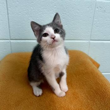 Mae -  Domestic Short Hair and Mixed Breed Cat for Adoption in Spruce Pine, North Carolina - Mae | PetCurious