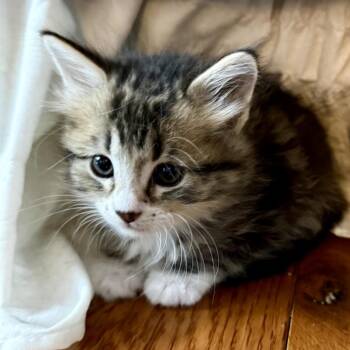 Domestic Long Hair Cats Available for Adoption in Chattanooga, Tennessee - Robin | PetCurious