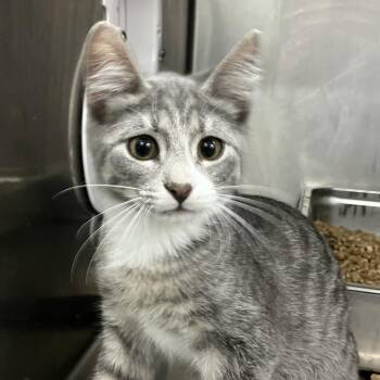 Bunky -  Domestic Short Hair Cat for Adoption in Idaho Falls, Idaho - Bunky | PetCurious