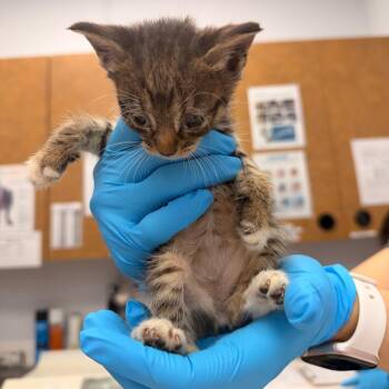 Tiny Tot -  Domestic Short Hair Cat for Adoption in West Palm Beach, Florida - Tiny Tot | PetCurious
