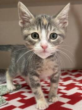 Malaika -  Domestic Short Hair Cat for Adoption in Bellevue, Washington - Malaika | PetCurious