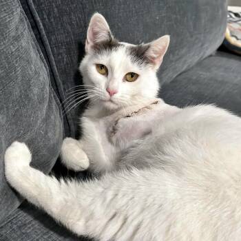 Domestic Short Hair Cats Available for Adoption - Blanche | PetCurious