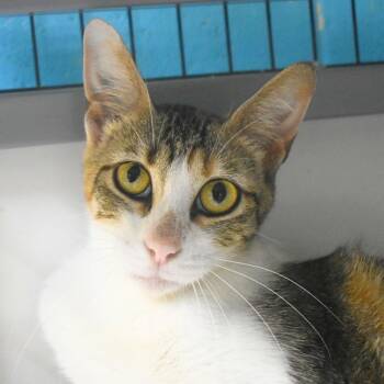 Joy -  Domestic Short Hair Cat for Adoption in St. Petersburg, Florida - Joy | PetCurious