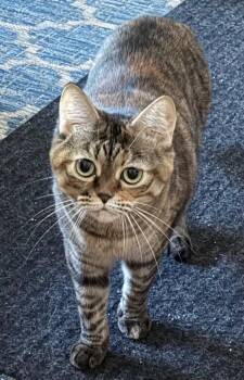 Rescue American Shorthair Cats for Adoption in Minneapolis, Minnesota - Gretchen (Bonded With Veronica) | PetCurious