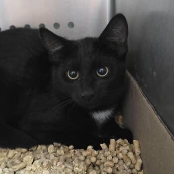 Cliff -  Domestic Short Hair Cat for Adoption in Orange, Virginia - Cliff | PetCurious
