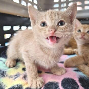 Domestic Short Hair Cats Available for Adoption in Cumming, Georgia - Nacho | PetCurious