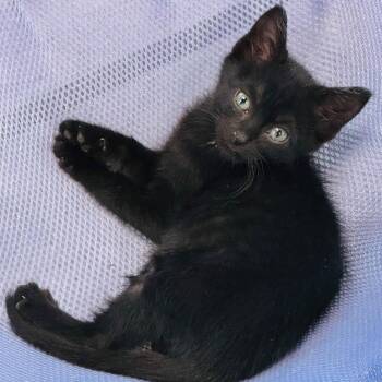 Gibson -  Domestic Short Hair Cat for Adoption in Trophy Club, Texas - Gibson | PetCurious