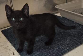 Domestic Short Hair Cats Available for Adoption in Fort Collins, Colorado - Tostitos | PetCurious