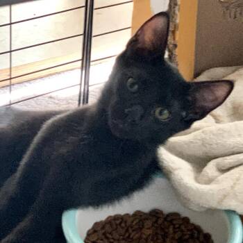 Marquez -  Domestic Short Hair Cat for Adoption in Temecula, California - Marquez | PetCurious