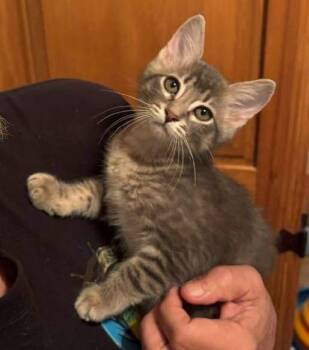 Blue Java -  Domestic Medium Hair and Domestic Long Hair Cat for Adoption in Magnolia, Texas - Blue Java | PetCurious