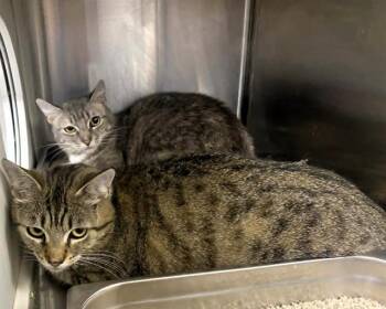 Domestic Short Hair Cats Available for Adoption in Tustin, California - MATCHA | PetCurious