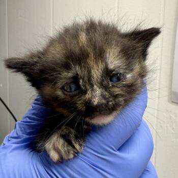 Thelassa -  Domestic Short Hair Cat for Adoption in Redwood Valley, California - Thelassa | PetCurious