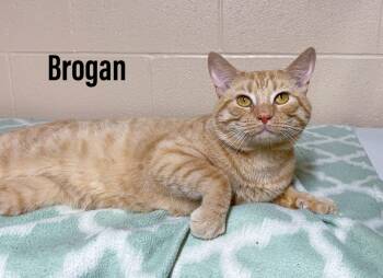 Rescue Domestic Short Hair Cats for Adoption in Clearfield, Kentucky - Brogan | PetCurious