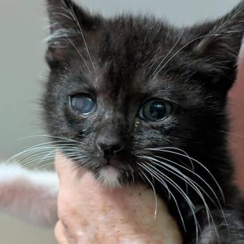 Nainika -  Domestic Medium Hair Cat for Adoption in North Myrtle Beach, South Carolina - Nainika | PetCurious