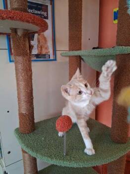 Domestic Short Hair Cats Available for Adoption in Scottsbluff, Nebraska - Ford F-150 | PetCurious