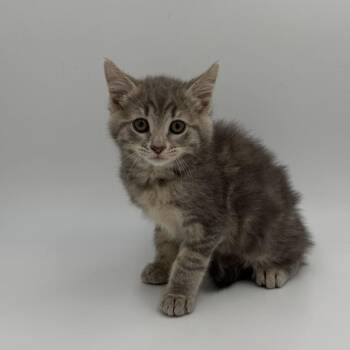 Tofu -  Domestic Short Hair Cat for Adoption in State College, Pennsylvania - Tofu | PetCurious