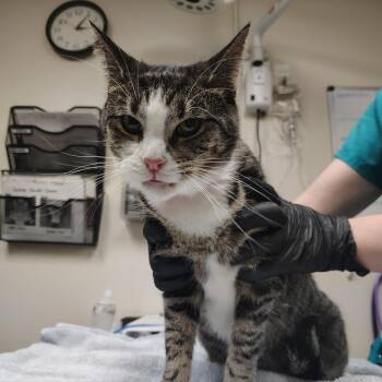 Zoey -  Domestic Short Hair Cat for Adoption in Lakeland, Florida - Zoey | PetCurious