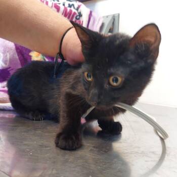 Styx -  Domestic Short Hair Cat for Adoption in Ashtabula, Ohio - Styx | PetCurious