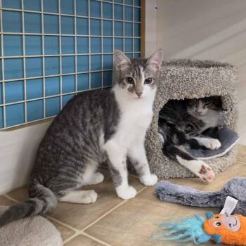 Kiwi -  Domestic Short Hair Cat for Adoption in Medina, Ohio - Kiwi | PetCurious