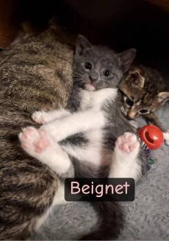 Domestic Short Hair Cats Available for Adoption in Paulina, Louisiana - Beignet | PetCurious