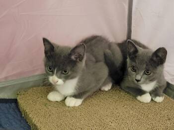 Prince -  Domestic Short Hair Cat for Adoption in Salisbury, North Carolina - Prince | PetCurious