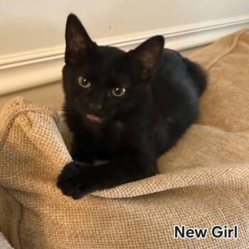 New Girl -  Domestic Short Hair Cat for Adoption in Layton, Utah - New Girl | PetCurious