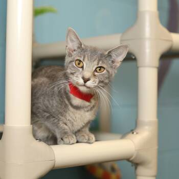 Rescue Domestic Short Hair Cats for Adoption in Jasper, Indiana - Vetiver | PetCurious