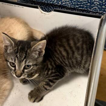 Zen -  Domestic Short Hair Cat for Adoption in Philadelphia, Pennsylvania - Zen | PetCurious