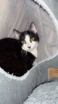 2026-28a Misty Maria -  Domestic Short Hair Cat for Adoption in Windsor, Connecticut - 2026-28a Misty Maria | PetCurious
