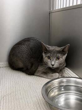 BewareBear -  Domestic Short Hair Cat for Adoption in Covington, Louisiana - BewareBear | PetCurious