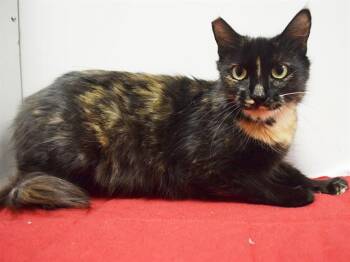 YASMIN -  Domestic Medium Hair Cat for Adoption in Sacramento, California - YASMIN | PetCurious