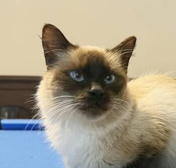 Siamese and Himalayan Cats Available for Adoption - Beyonce | PetCurious