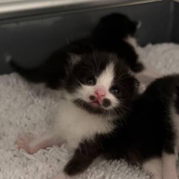 Moe -  Domestic Short Hair Cat for Adoption in Greensboro, North Carolina - Moe | PetCurious