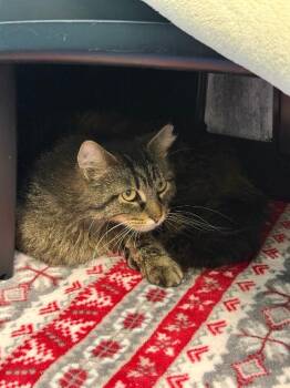 Domestic Long Hair Cats Available for Adoption in Fort Collins, Colorado - Bernadette | PetCurious