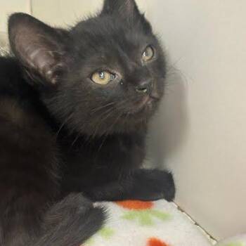 Willow -  Domestic Short Hair Cat for Adoption in Jeffersonville, Indiana - Willow | PetCurious
