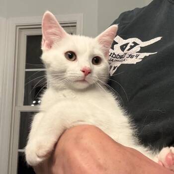 Bowie *adoption pending* in Stevensville, MD -  Domestic Short Hair Cat for Adoption - Bowie *adoption Pending* In Stevensville, MD | PetCurious