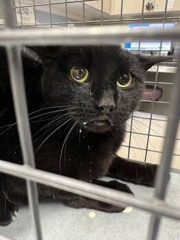 YOKIA -  Domestic Short Hair Cat for Adoption in Las Vegas, Nevada - YOKIA | PetCurious