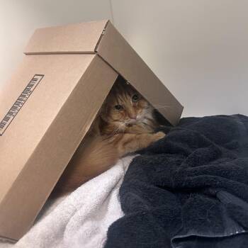 Domestic Medium Hair Cats Available for Adoption in Philadelphia, Pennsylvania - Xander | PetCurious