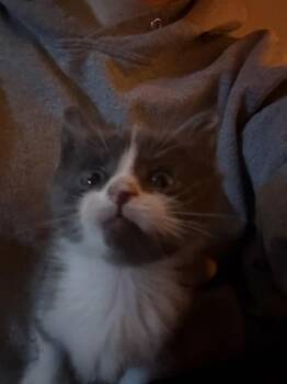 Aang FKA Toot -  Domestic Short Hair Cat for Adoption in West Chester, Pennsylvania - Aang FKA Toot | PetCurious