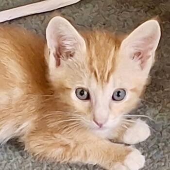 Mikey* -  Domestic Short Hair Cat for Adoption in San Gabriel, California - Mikey* | PetCurious