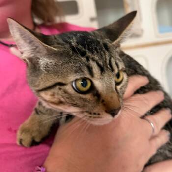Trinity -  Domestic Short Hair Cat for Adoption in Klamath Falls, Oregon - Trinity | PetCurious