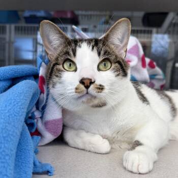 Rescue Domestic Short Hair Cats for Adoption in West Milford, New Jersey - Nathan | PetCurious