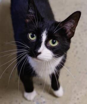 Domino -  Domestic Short Hair Cat for Adoption in Baraboo, Wisconsin - Domino | PetCurious